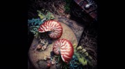 Nymphia: The Nautilus Mermaid