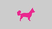 Woof Gang Bakery & Grooming West U