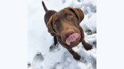 Take The Lead Pet Services