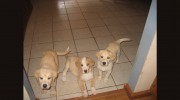 Bartlett Pet Sitters