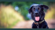 Country Kennels