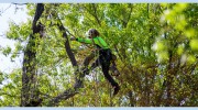 Treehugger Tree Service