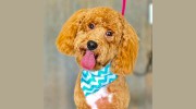 Dippity Do Dog