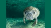 Mighty Manatee IT