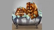 Classic Pet Grooming Boutique