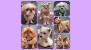 Grooming By Lesa