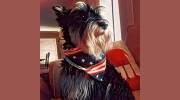 Designer Dogs