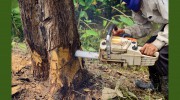 Absolute Tree Service