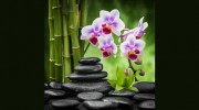 Charlotte Acupuncture Therapy