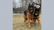 Dominoe Pet Resort