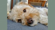 Pawsitive Pet Care