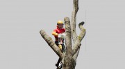 NYC Tree Trimming & Removal