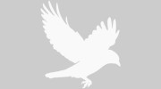Jackdaw