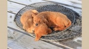 M & A Labrador Kennels