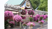 Koetsier's Greenhouse