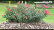 Pinegrove Mobile Home Estates