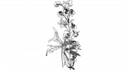 Larkspur Botanicals