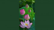 Lotus Day Spa