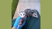 ecoPRO Wildlife Solutions