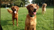 Northland Pet Lodge