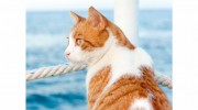 Channel Islands Veterinary Hospital, Port Hueneme
