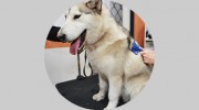 House Of Stillwater Pet Grooming