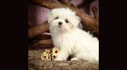 Daisy Fresh Carpet Cleaning