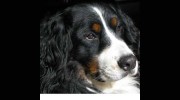 Sierra Stroll Pet Care