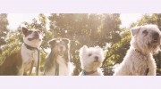 Now Pet Care