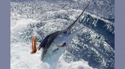 Apex Charters