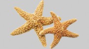 Ocean Odyssey Vacation Rentals