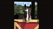 DreamCatcher Horse Ranch & Rescue Center