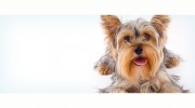 Heart & Soul Pet Clinic