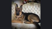 Kmetz's Hawthorne Kennel & Grooming