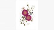 Vermont Pressed Flowers