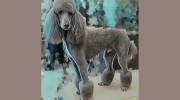 Pet Strands Grooming