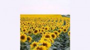 Heroman's Florist