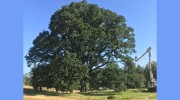 Integrity Tree Care