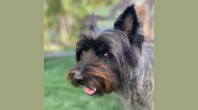 Country Pet Ranch