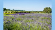 Jardin Du Soleil Lavender
