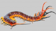 Preventive Pest Control