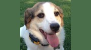 Pet Patrol