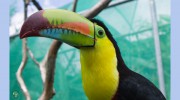 Toucan Rescue Ranch