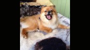 Pampered Pets Hawaii