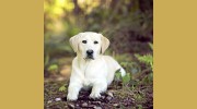 Kindness Animal Clinic