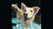 Paws N Pals Doggy Daycare