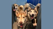 Canine Corral