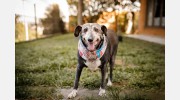 Airpark Animal Hospital