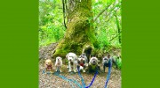 Fit Dog Theory