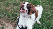 Happy K9 Self-Serve Dog Wash & Grooming